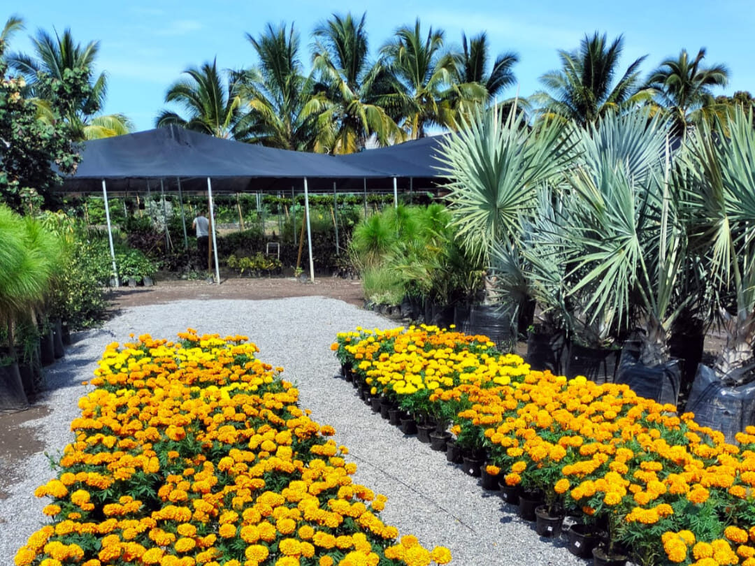 vivero incoplants colima mexico