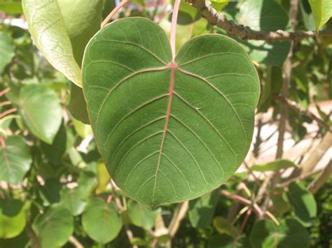 ficus petiolaris mexico