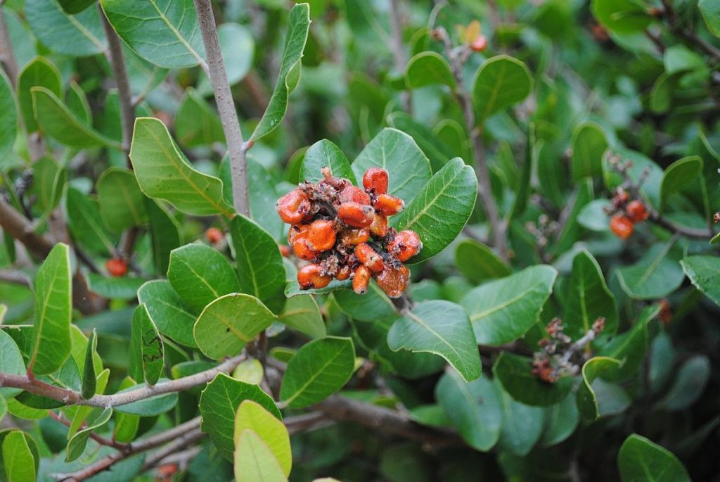 rhus integrifolia