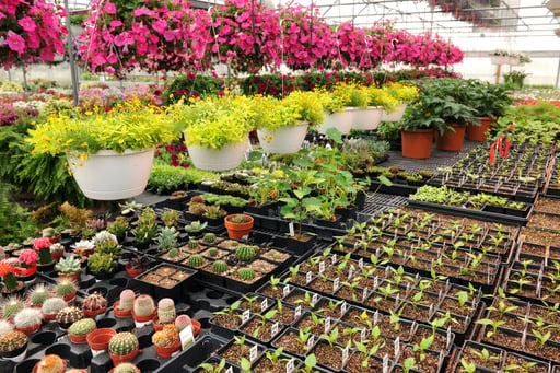 vivero los angeles san pedro cholula puebla