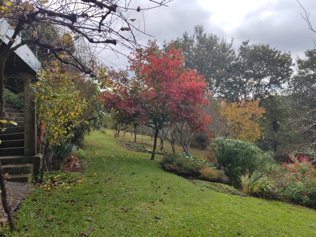 directorio viveros méxico